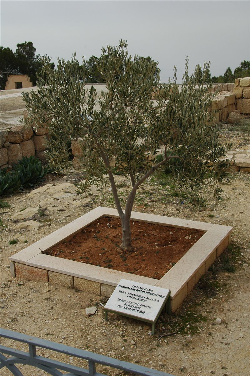 drzewko oliwne Jana Pawła II na górze Nebo